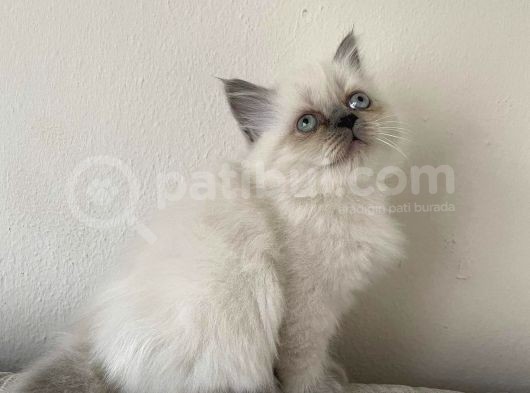 A Kalite İran Persian Yavruları görsel