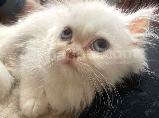 A Kalite İran Persian Yavruları görsel
