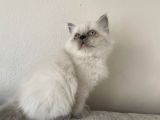 A Kalite İran Persian Yavruları