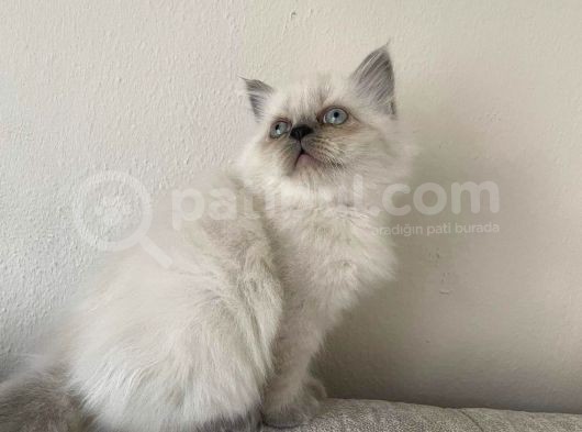 A Kalite İran Persian Yavruları görsel