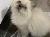 A Kalite İran Persian Yavruları