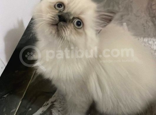 A Kalite İran Persian Yavruları görsel
