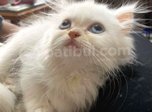 A Kalite İran Persian Yavruları görsel
