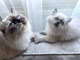 A Kalite İran Persian Yavruları