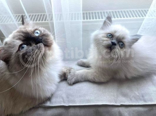 A Kalite İran Persian Yavruları