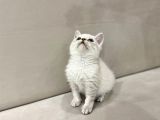 Lynx Point British Shorthair Erkek