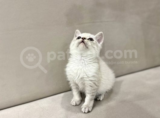 Lynx Point British Shorthair Erkek görsel