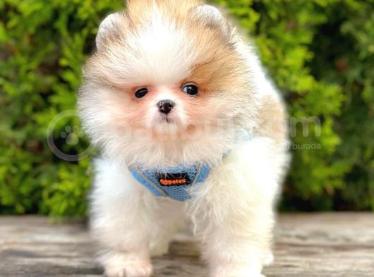 Safkan Teddy Bear Pomeranian Boo Yavrularımız görsel
