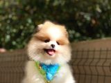 Teddy Bear Suratlı Pomeranian Bebeklerim