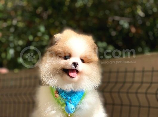 Teddy Bear Suratlı Pomeranian Bebeklerim görsel