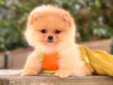 Teddy Bear Suratlı Pomeranian Bebeklerim