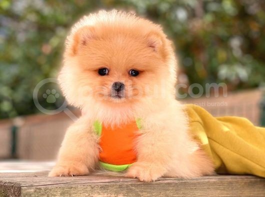 Teddy Bear Suratlı Pomeranian Bebeklerim
