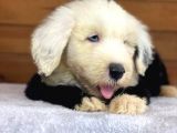 Bobtail Old English Sheeperd Dog