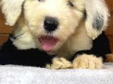 Bobtail Old English Sheeperd Dog