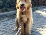 Hypoalergenik Amerikan Gen Goldendoodle Türkiyede Tek Üreticisinden
