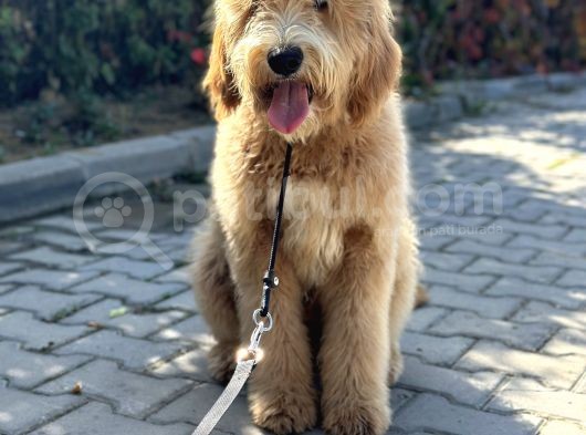 Hypoalergenik Amerikan Gen Goldendoodle Türkiyede Tek Üreticisinden görsel