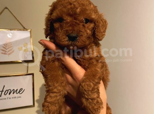 Çocuklarınıza En İyi Arkadaş Toypoodle Bebekler görsel