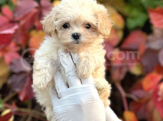 Show Kalite Maltipoo Bebekler görsel