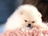 Ayı Surat Irk Garantili Pomeranian Boo