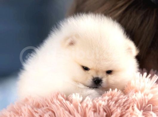 Ayı Surat Irk Garantili Pomeranian Boo