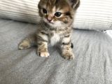 Oyuncu Tatlı British Shorthair Yavrumuz