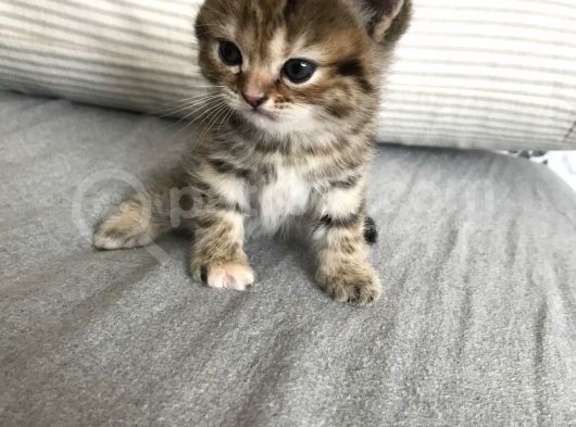 Oyuncu Tatlı British Shorthair Yavrumuz görsel