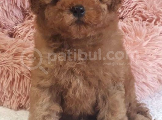 Red Brown Toy Poodle Anne Baba Kilo Garantili görsel