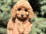 Kore Kan Maltıpoo Yavrumuz Sugar