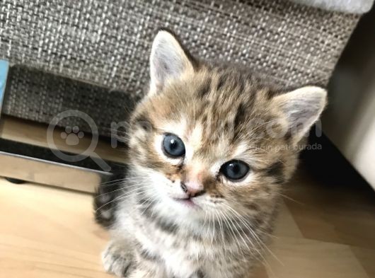 Oyuncu Tatlı British Shorthair Yavrumuz
