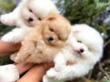 Teddy Bear Pomeranian Boo Ayı Surat Irk Garantili