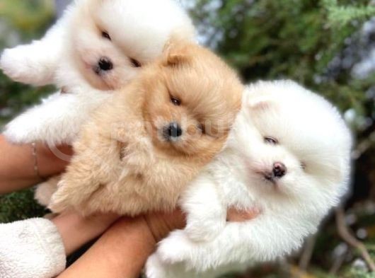 Teddy Bear Pomeranian Boo Ayı Surat Irk Garantili