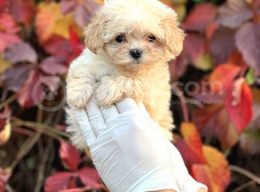Show Kalite Maltipoo Bebekler görsel