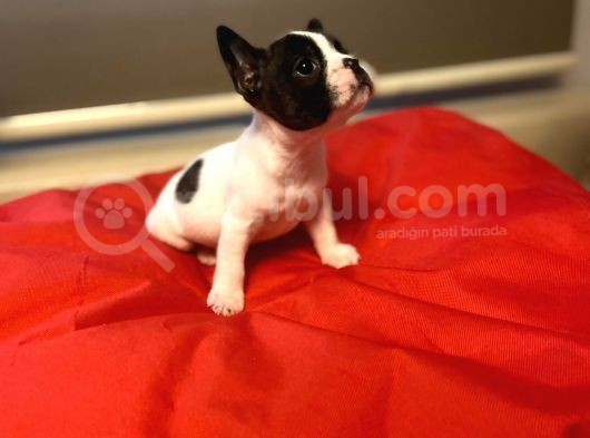 A+ Kali̇te French Bulldog Yavrular görsel