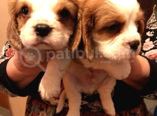 Cavalier Kıng Charles Yavrular görsel