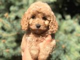 Kore Kan Maltıpoo Yavrumuz Sugar