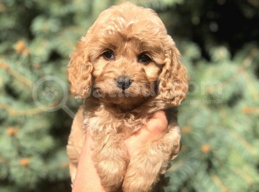 Kore Kan Maltıpoo Yavrumuz Sugar görsel