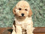 Bebek Surat Toy Poodle Yavrular