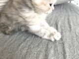 Oyuncu British Longhair Kedimiz