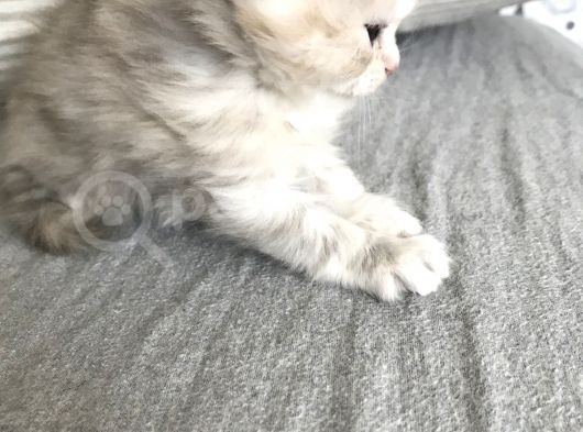 Oyuncu British Longhair Kedimiz