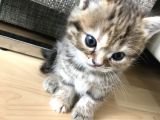 Oyuncu Tatlı British Shorthair Yavrumuz