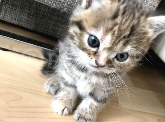 Oyuncu Tatlı British Shorthair Yavrumuz görsel