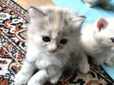 Oyuncu British Longhair Kedimiz