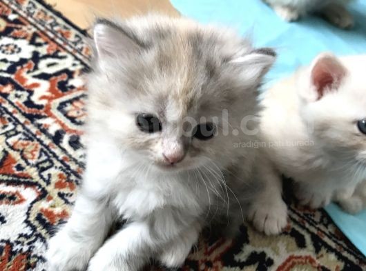 Oyuncu British Longhair Kedimiz görsel