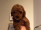 Çocuklarınıza En İyi Arkadaş Toypoodle Bebekler