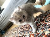 Oyuncu British Longhair Kedimiz