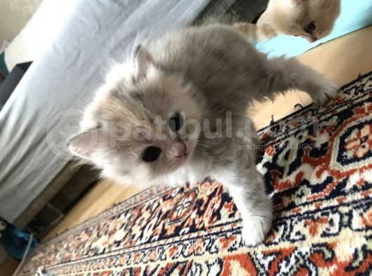 Oyuncu British Longhair Kedimiz görsel