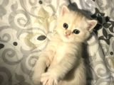 Oyuncu Tatlı British Shorthair Yavrumuz
