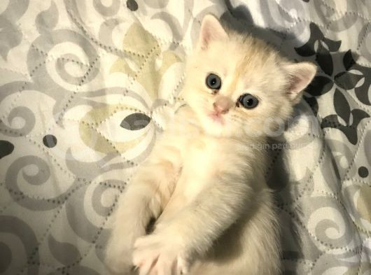 Oyuncu Tatlı British Shorthair Yavrumuz