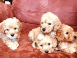 Toy Poodle Yavrularımız