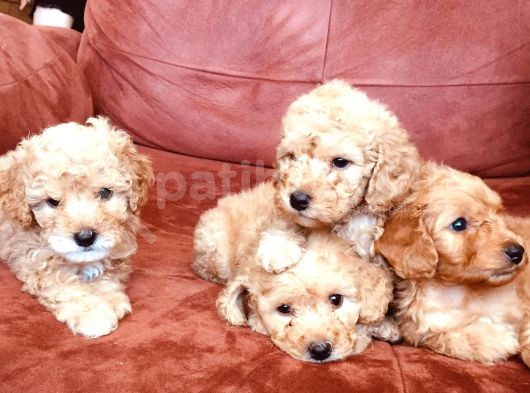 Toy Poodle Yavrularımız görsel